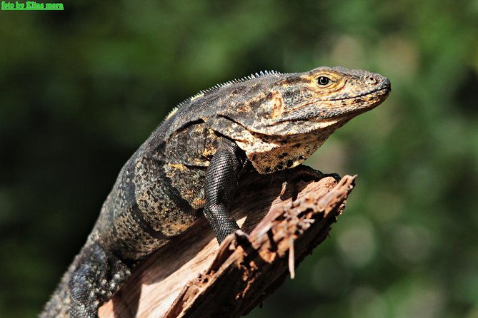 manuel-antonio-national-park-guided-tour-2