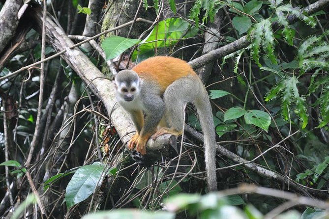 manuel-antonio-national-park-guided-tours