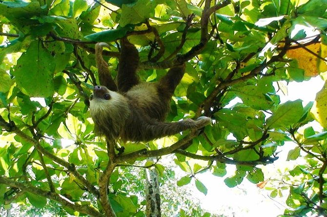manuel-antonio-national-park-sightseeing-and-wildlife-day-tour-from-san-jose