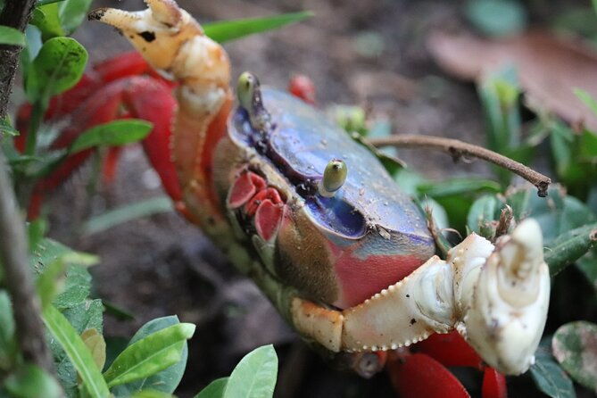 manuel-antonio-national-park-tour-2