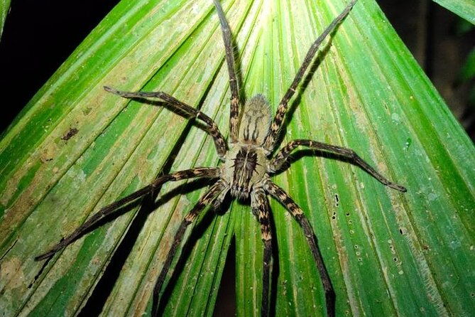 manuel-antonio-night-jungle-tour