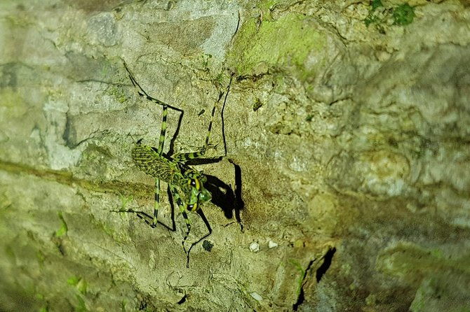 manuel-antonio-night-tour