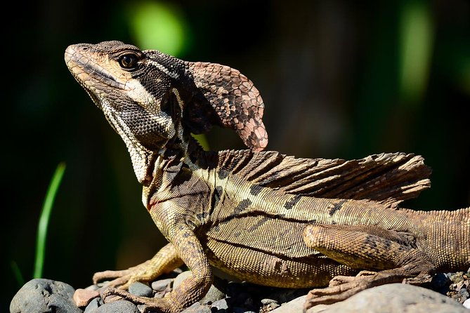 manuel-antonio-park-nature-guided-tour-with-a-nature-specialist