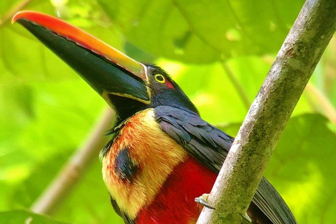 manuel-antonio-park-tour-and-its-amazing-wildlife-and-beaches