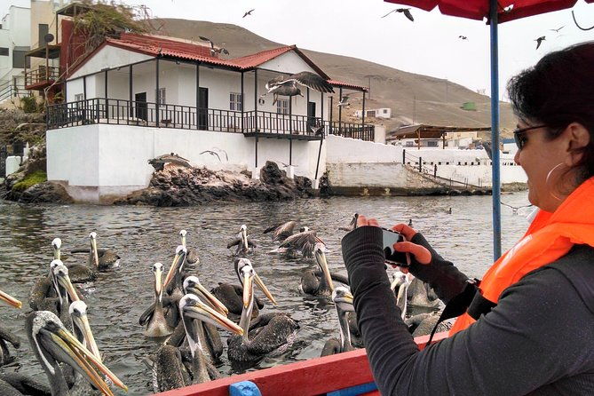 marine-wildlife-observation-in-a-fishing-village