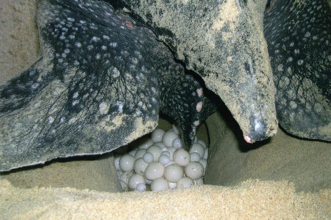 matura-beach-turtle-watching-experience
