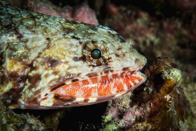 maui-certified-shore-diving-from-lahaina
