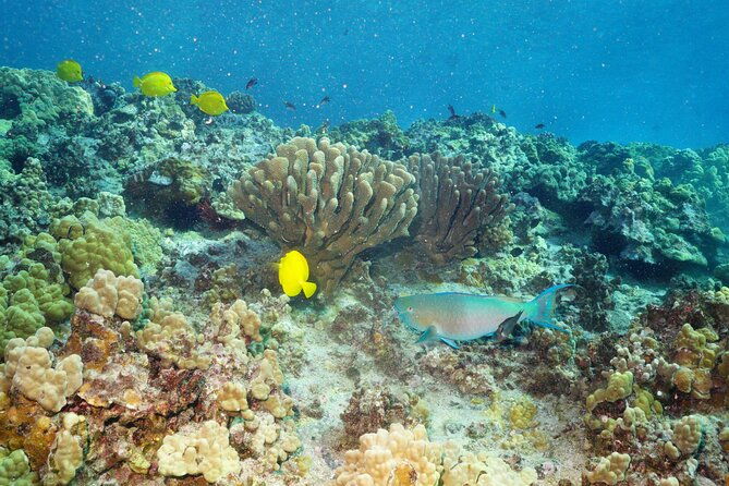 maui-magic-adventure-snorkel-molokini-crater-and-turtle-stop