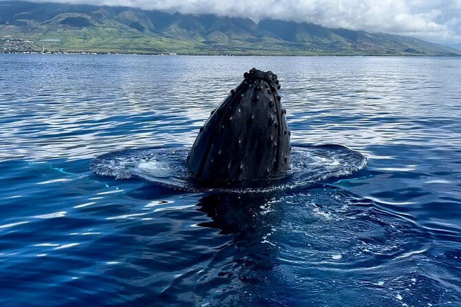 maui-mid-day-magic-whale-watch