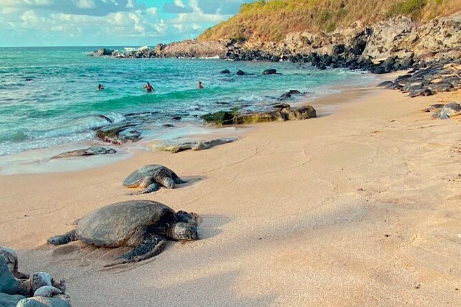 mauis-sea-turtles-waterfalls-and-road-to-hana-adventure
