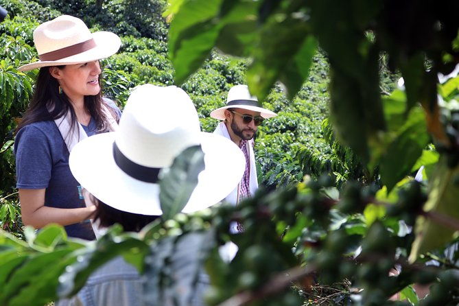 medellin-hands-on-coffee-tour
