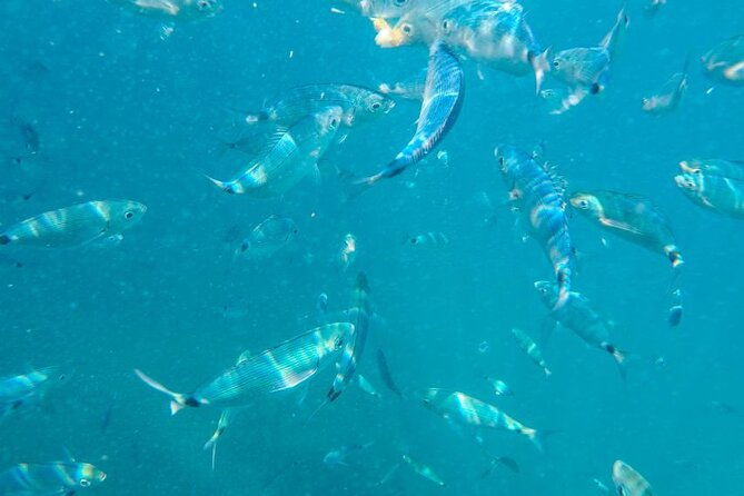 medulin-private-glass-bottom-boat-tour-to-levan-island