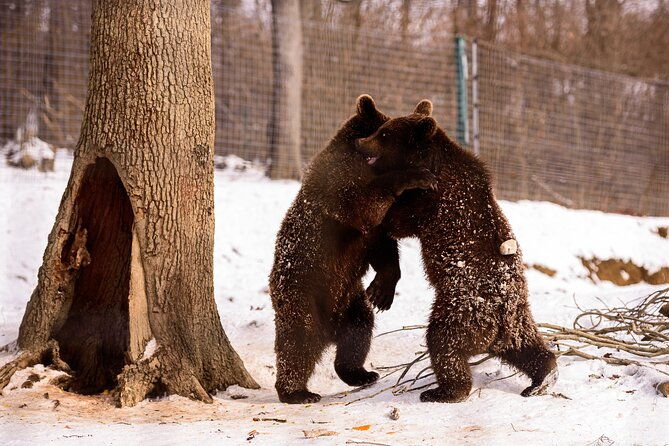 meet-the-bears-visit-dracula-castle-day-tour-from-bucharest