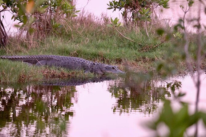 miami-beach-or-miami-everglades-wildlife-park-by-boat-bus