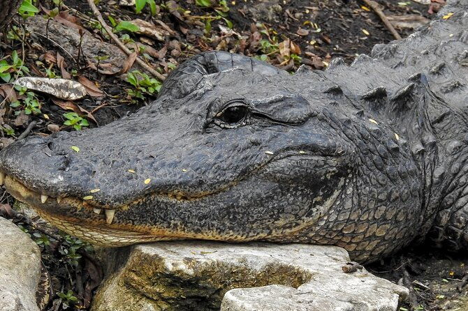 miami-full-day-self-guided-sightseeing-tour-w-cruise-and-everglades-airboat