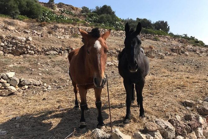 milos-experience-daily-kimolos-road-trip