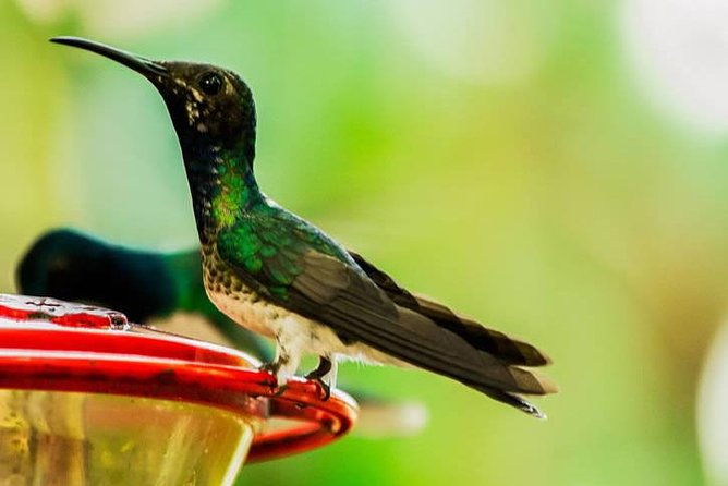mindo-cloud-forest-nature-birds-personalized-day-trip