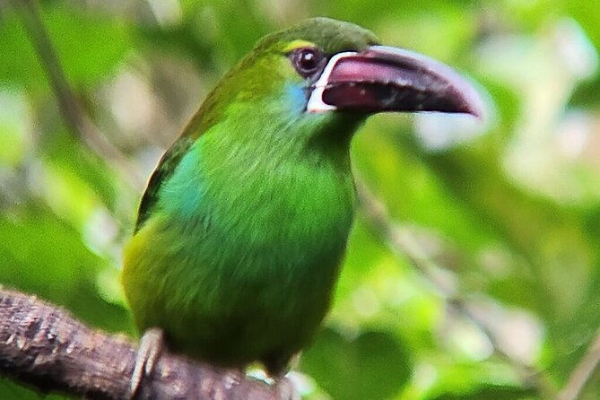mindo-cloud-forest-private-tour-birdwatching-birds-nature