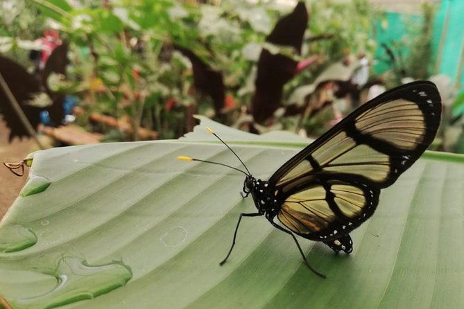 mindo-cloud-forest-private-tour-from-quito-nature-waterfalls-and-chocolate
