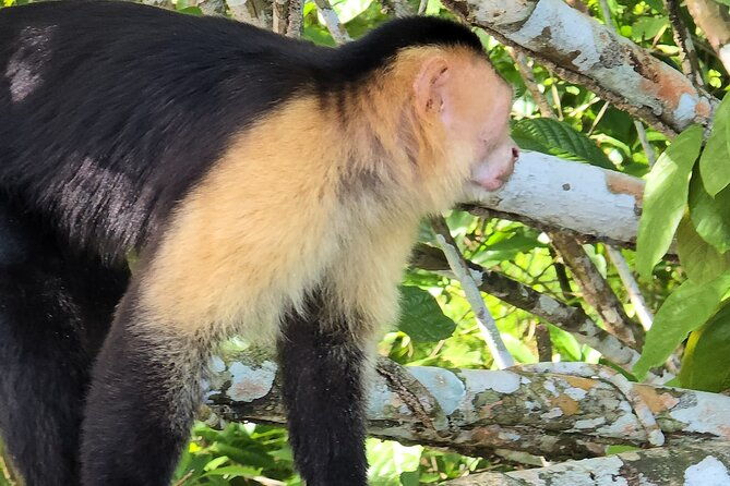 monkey-watch-and-gatun-lake-wildlife-safari-tour