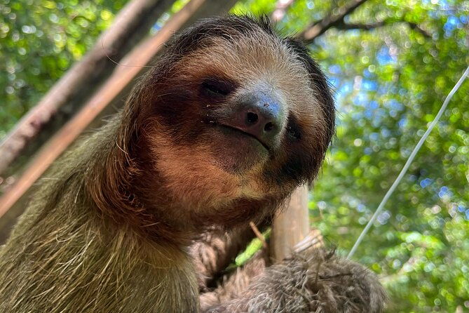 monkeys-and-sloths-in-their-natural-habitat-roatan-eco-tour