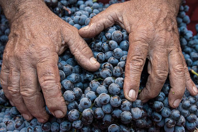 montalcino-brunello-wine-tasting-experience