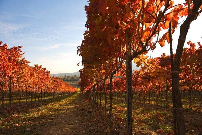 montefalco-winery-and-oil-mill-tour-in-with-light-lunch