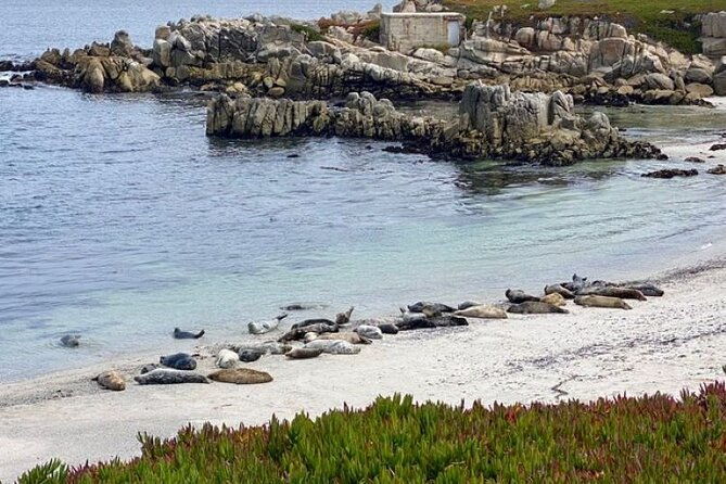 monterey-bay-famous-dog-friendly-electric-bike-and-sidecar-tour