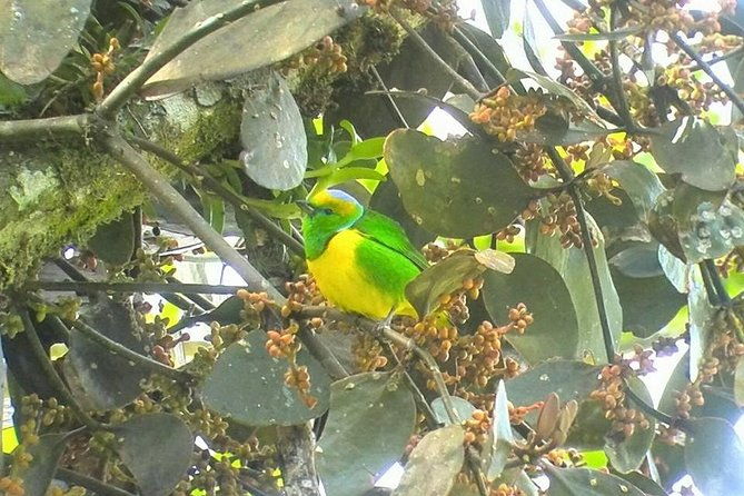 monteverde-birdwatching-and-wildlife-tour-full-day
