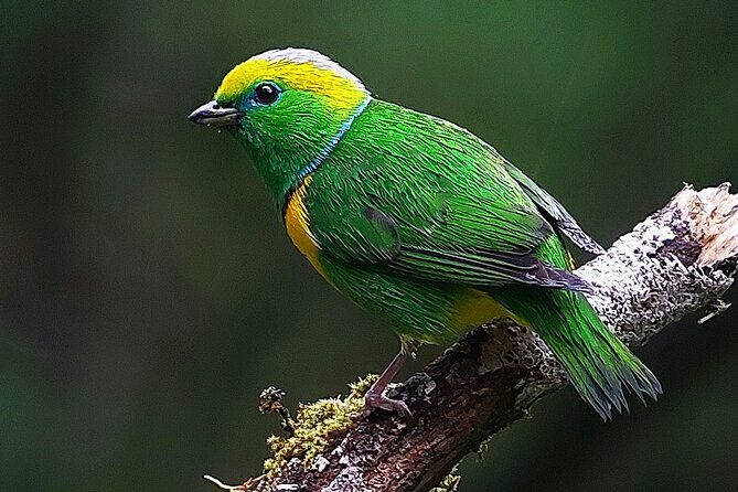monteverde-cloud-forest-birdwatching-tour