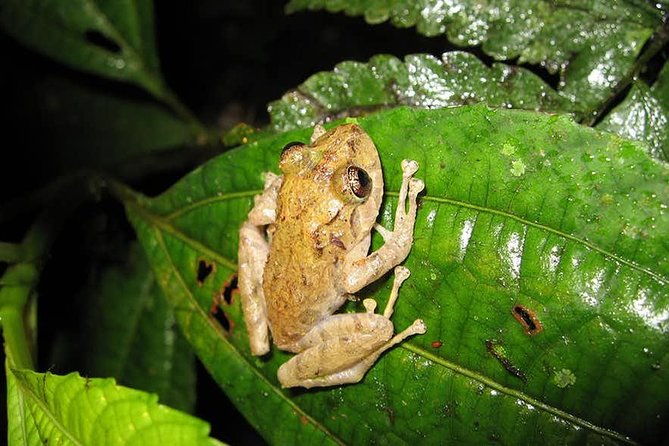 monteverde-cloud-forest-guided-night-walk