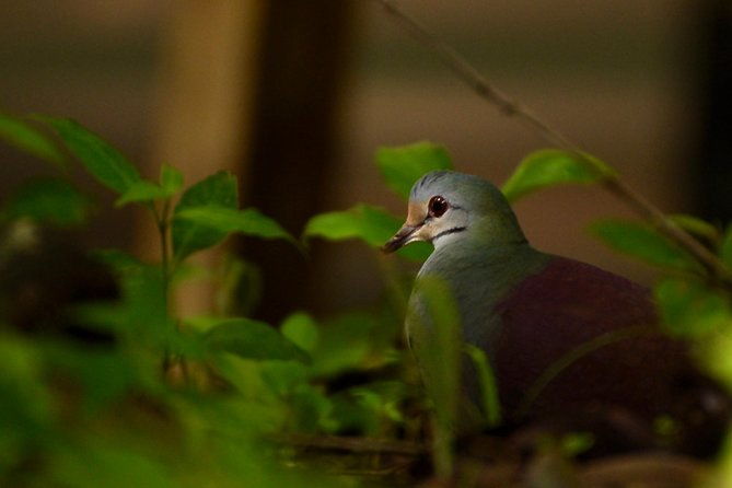 monteverde-cloud-forest-guided-walk-and-hummingbird-sanctuary