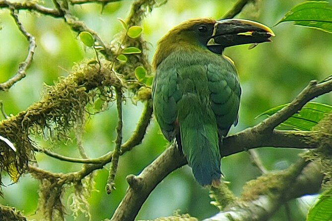 monteverde-cloud-forest-nature-tour