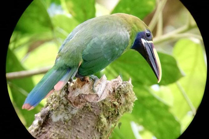 monteverde-cloud-forest-tour-with-a-certified-tour-guide