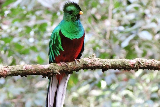 monteverde-cloud-forest-tour
