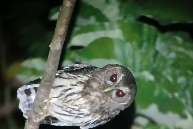 monteverde-night-tour-in-the-forests