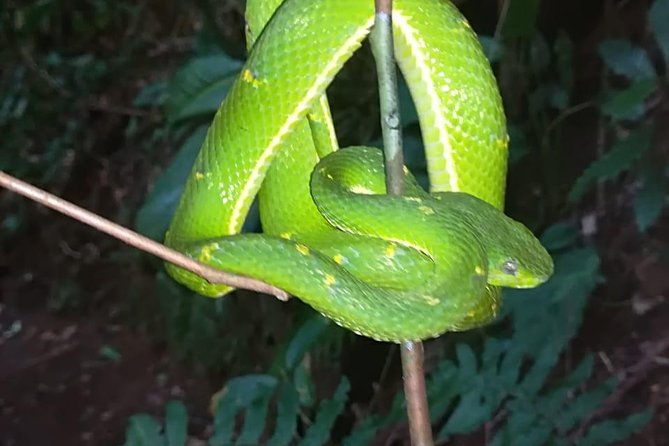 monteverde-private-night-tour