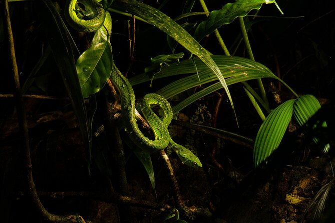 monteverde-rain-forest-night-walk