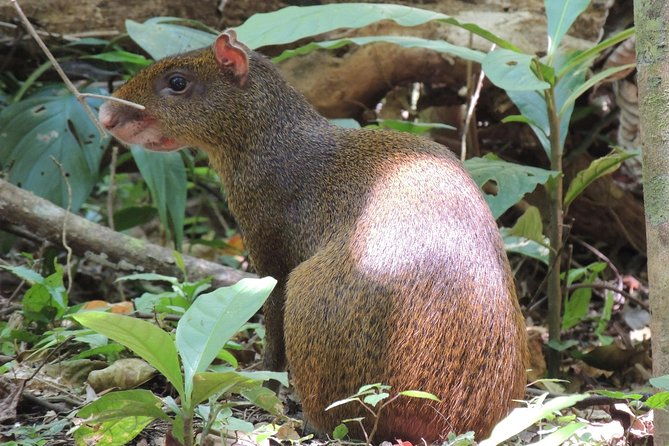 monteverde-reserve-birding-tour