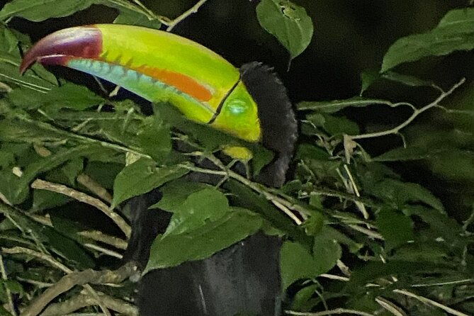monteverde-tropical-forest-night-tour