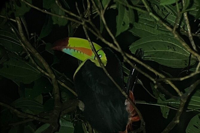 monteverde-tropical-forest-semi-private-tour