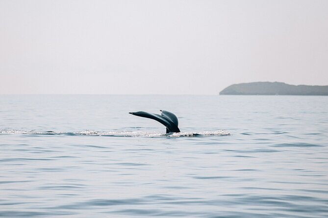 morning-sail-with-the-whales-maalaea