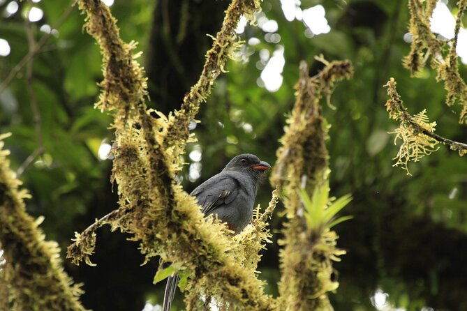 morning-volcano-hike-and-mistico-hanging-bridges