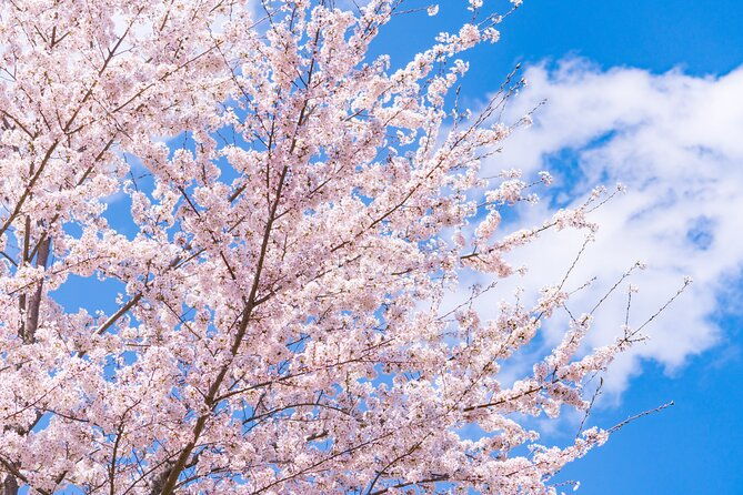 mt-fuji-cherry-blossom-one-day-tour-from-tokyo