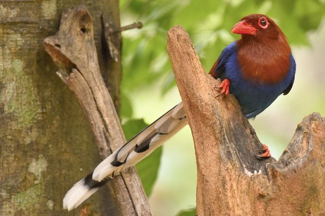 muthurajawela-bird-watching-tour-from-colombo-negombo