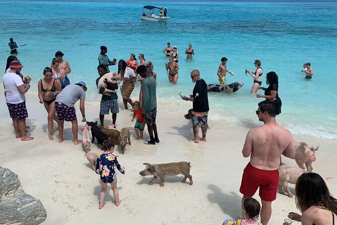 nasprivate-beach-club-snorkel-pigs-turtles-bahamama-bbq