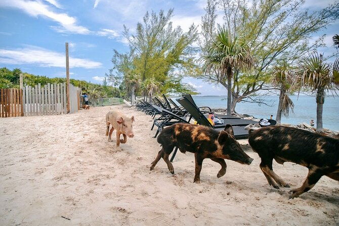 nassau-swimming-pigs-of-rose-island-express-water-taxi