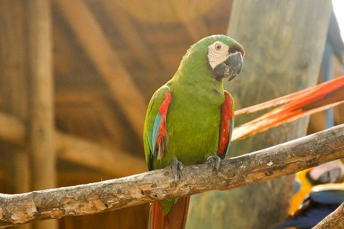 national-aviary-private-from-cartagena