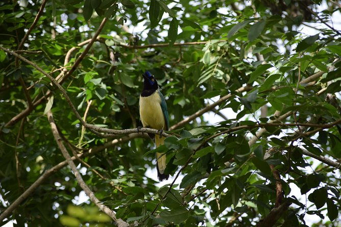 national-aviary