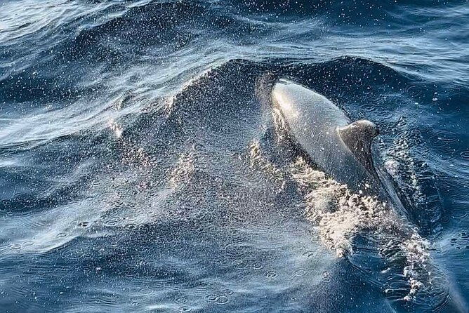 national-park-brijuni-tour-from-pula-with-dolphins-sunsetdinner